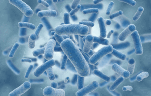 Chronova-bolest-probiotici-crijevna mikrobiota