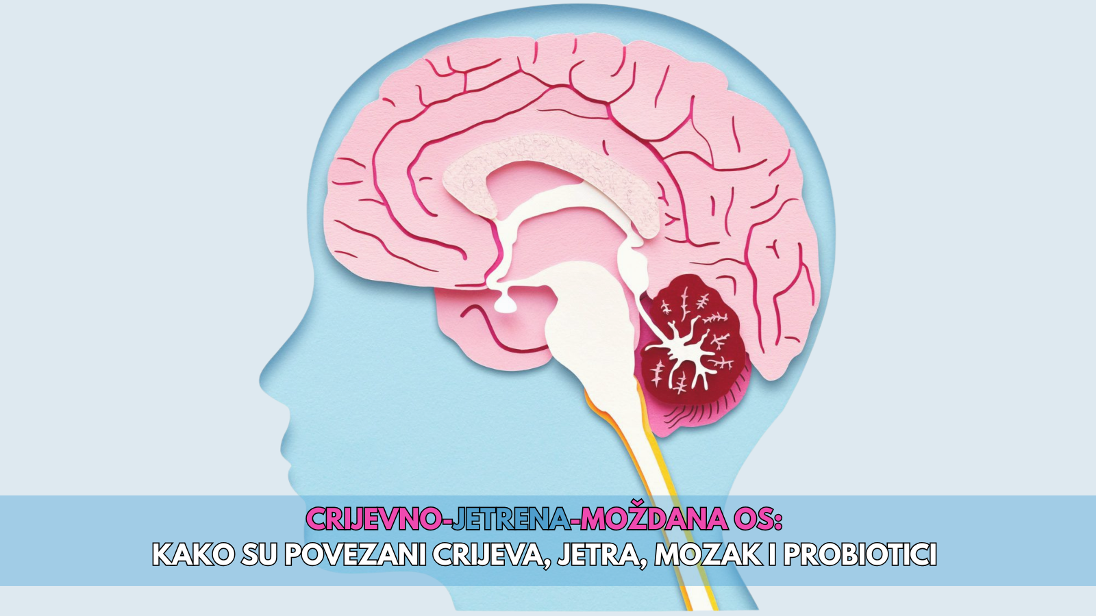 03 Crijevno-jetreno-moždana os